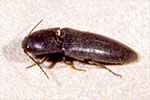 Click Beetle